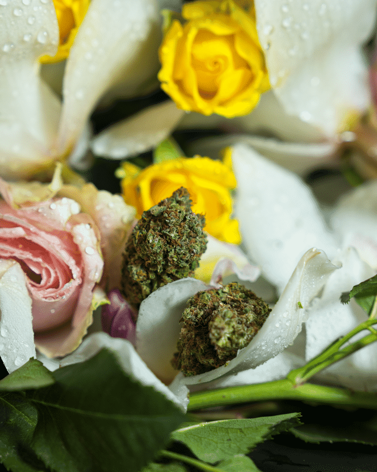 bud di cannabis light (flower bomb) resinosi poggiati su rose e fiori