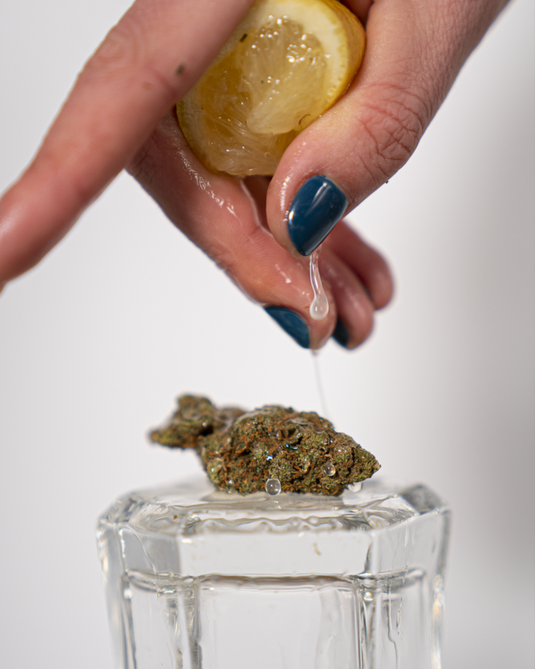 ceppa di cannabis light lemon haze con mano che preme il limone