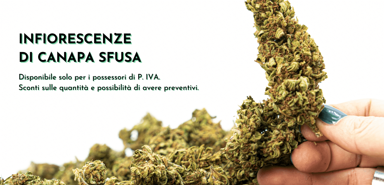 infiorescenza di cannabis legale sfusa per partita iva con testo per offerte